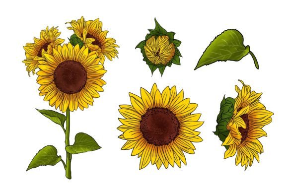 Watercolor Sunflower: A Versatile Vector Collection for Creative Professionals